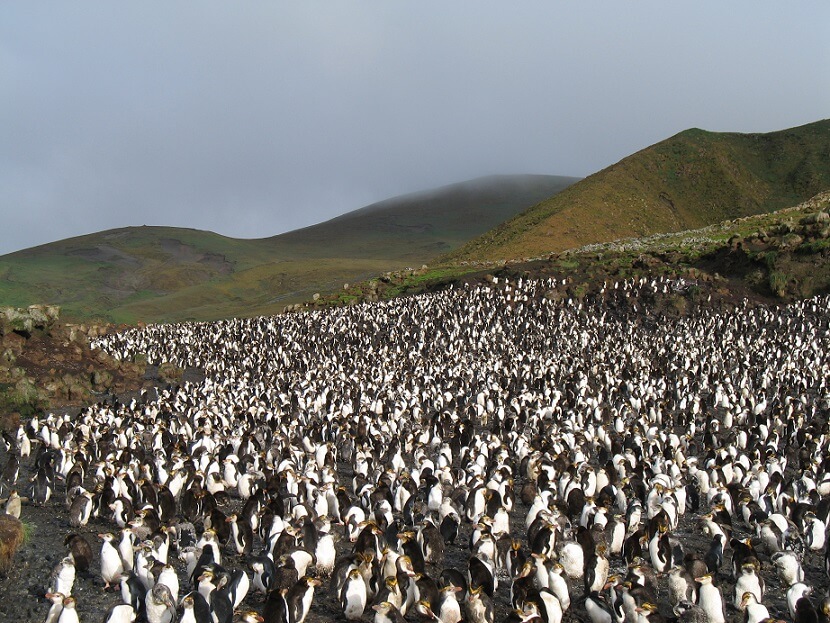 Pingüinos en Isla Macquarie