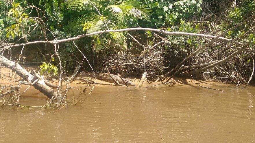 Cocodrilo en río Daintree