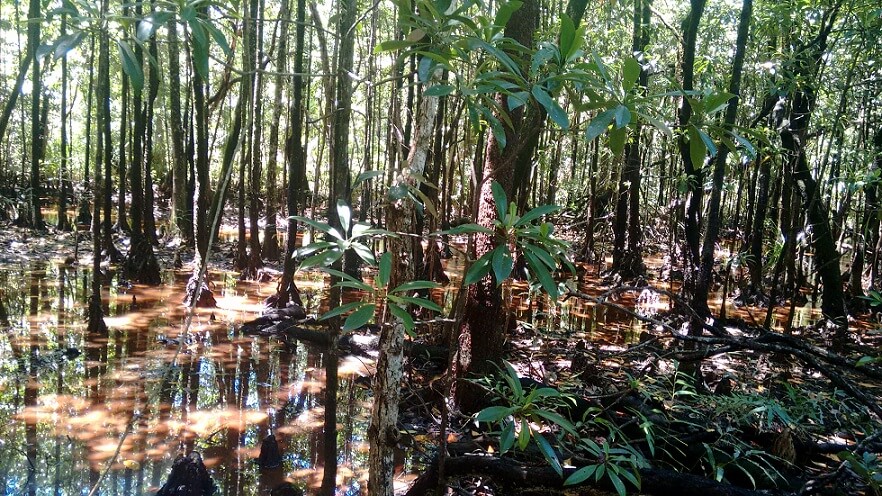 Interior del bosque tropical Daintree