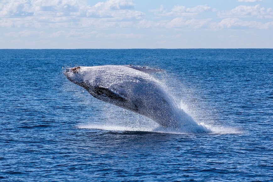 Ballenas jorobadas en Fraser Island