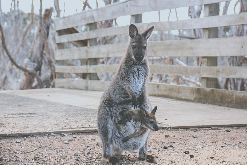 Wallabies en Phillip Island