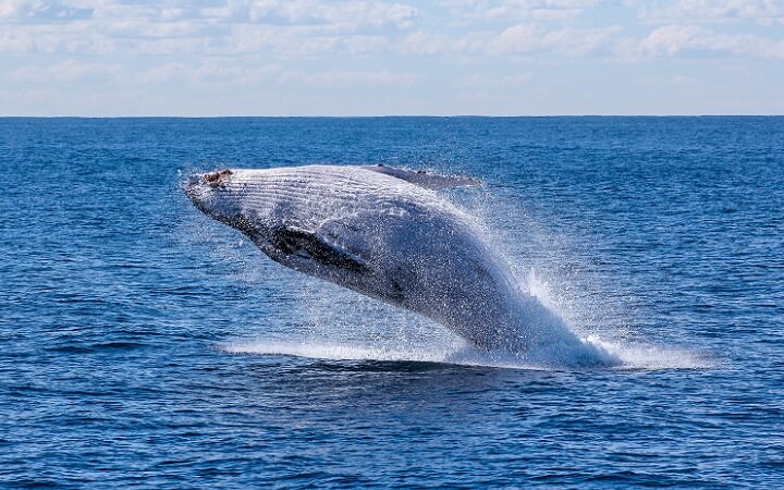 Ballena jorobada saltando en Hervey Bay