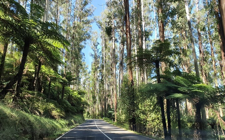 Carretera por el bosque Black Spur