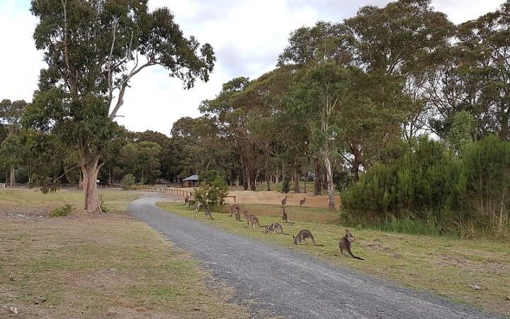 Canguros en Lago Lysterfield