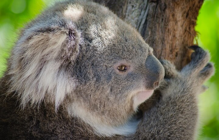 Healesville Sanctuary