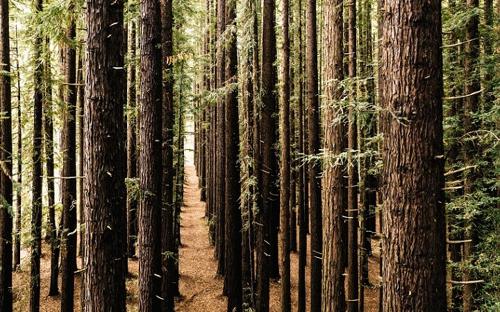 Redwood Forest en East Warburton