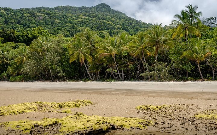 Tour organizado por Bosque tropical Daintree