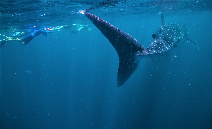 Bañistas con tiburon ballena en Ningaloo