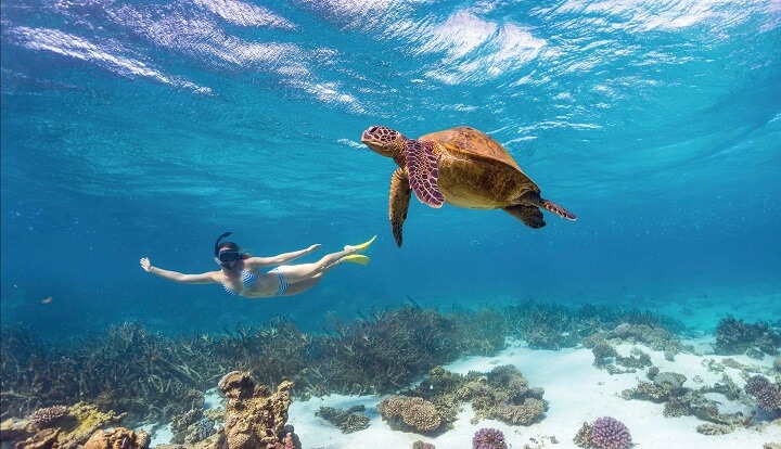 Snorkel en el Arrecife de Ningaloo con tortuga