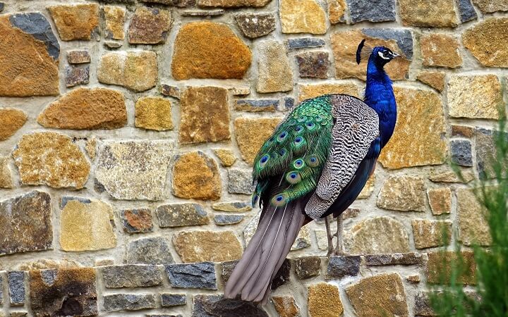 Cataract Gorge Reserve